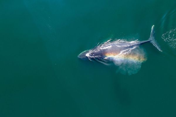 Alaska-Aerial view of rainbow-colored mist hanging above Humpback Whale breathing